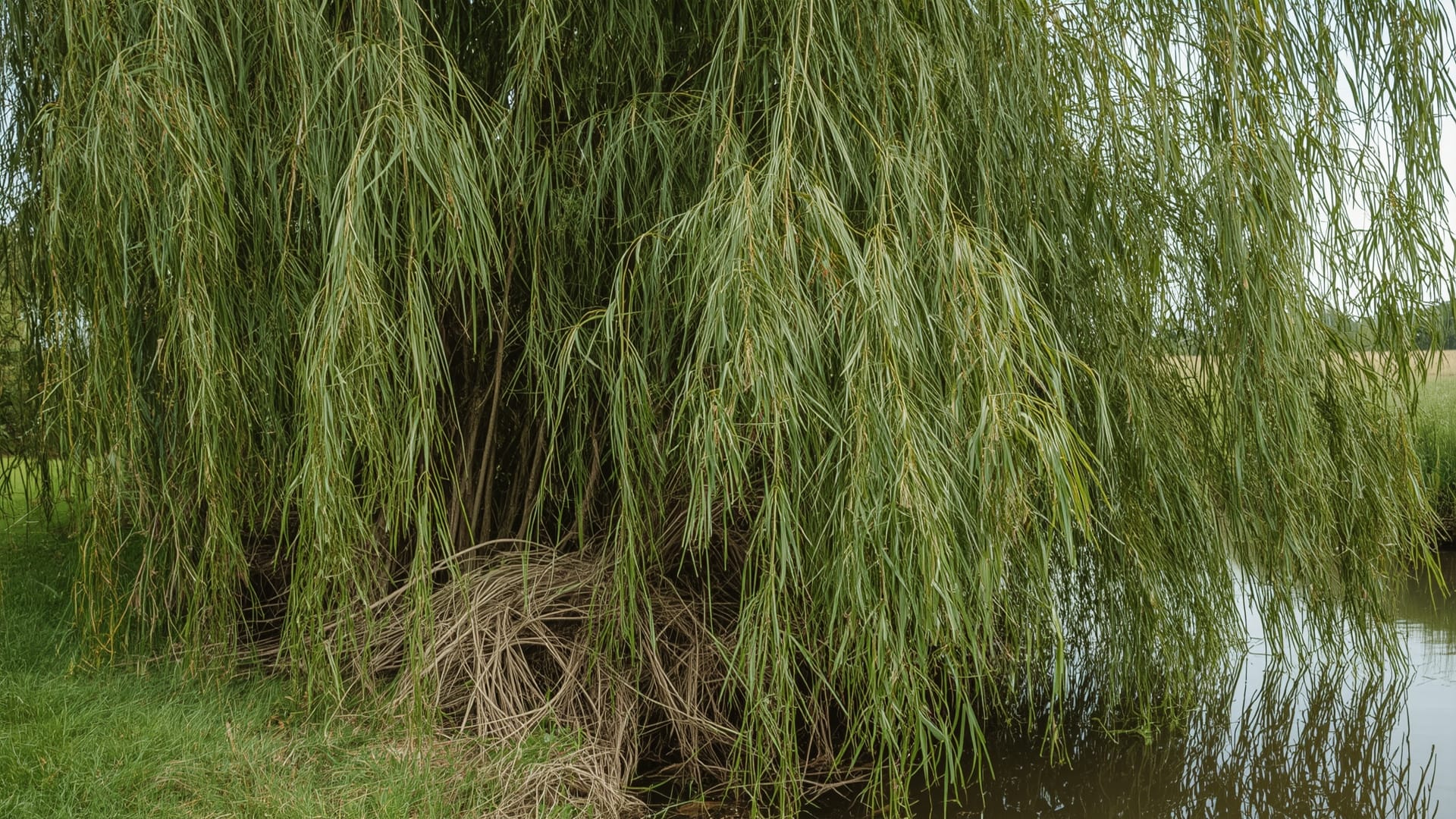 Wilgentenen boom in de Nederlandse polder